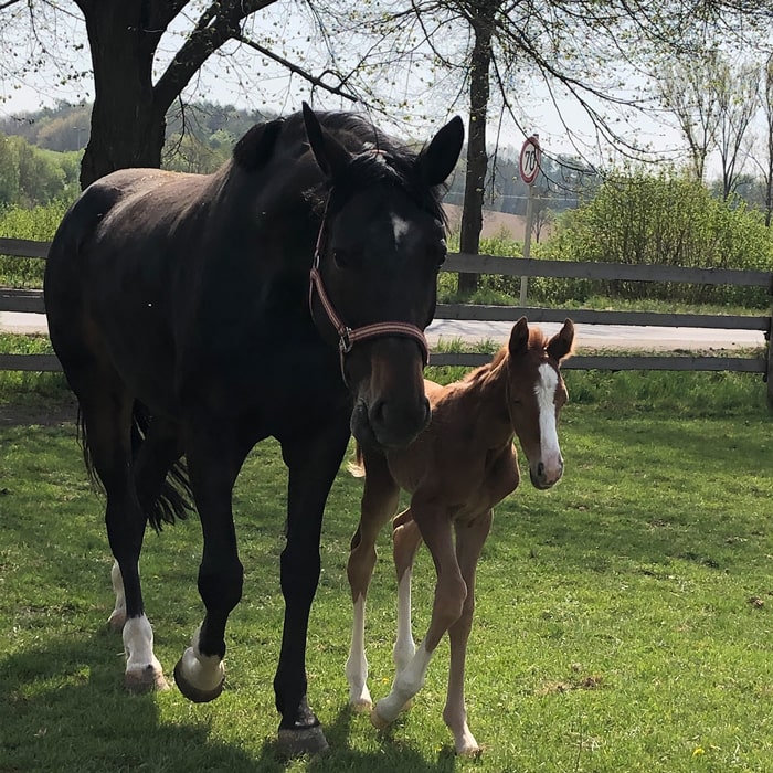 Celina-Bodstangen-Dressage-Dressurreiterin-Dressurreiten-Pferdezeucht-Warmblutzüchter-Warmblutzucht-Dressurzucht-Dressurpferd-Zucht-Pferd-Großpferd-Zuchstute-Bennetons-Showgirl