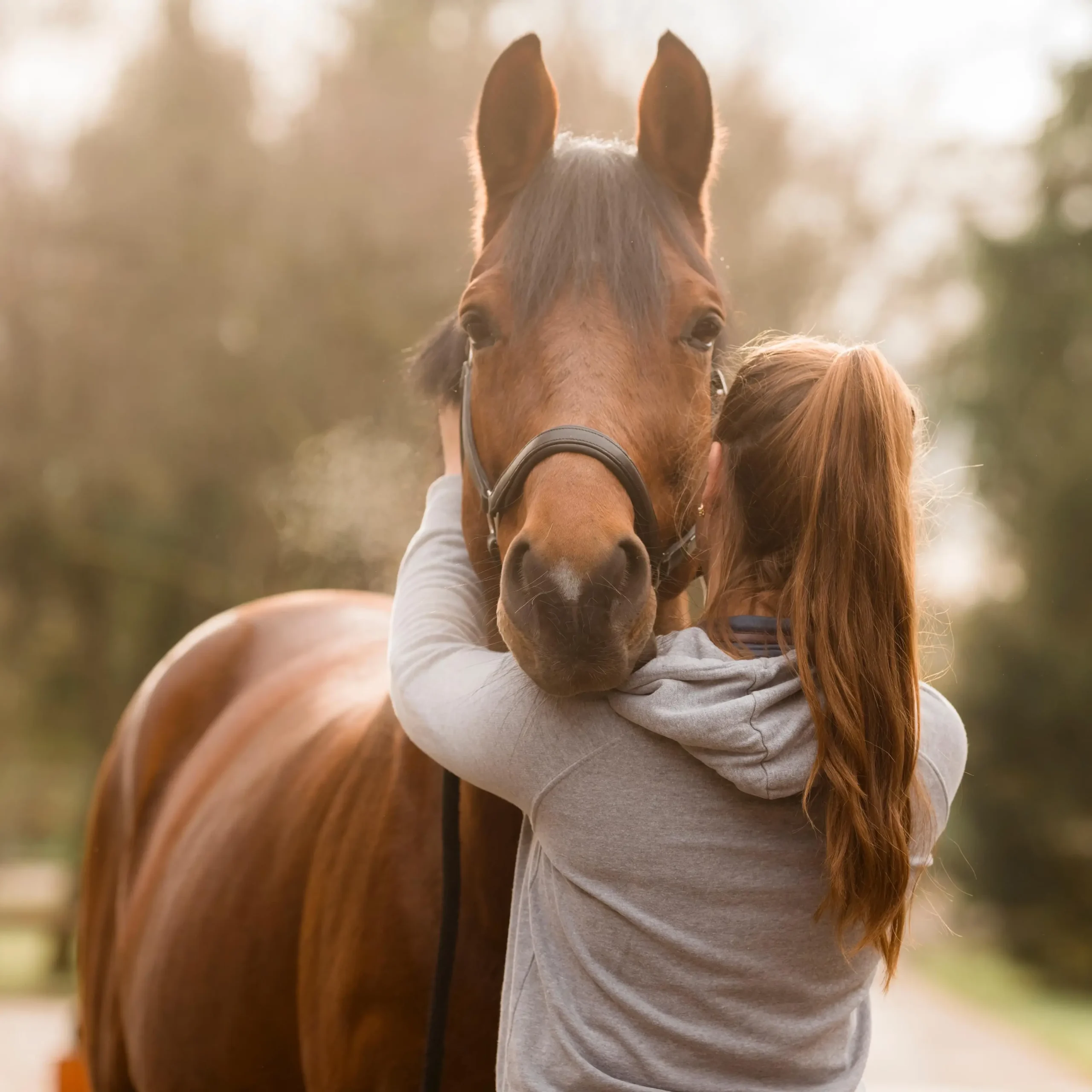 Celina-Bodstangen-Dressage-Dressurreiten-Pferdezucht-Warmblutzucht-Pferdeausbildung-Pferdetraining-Partner-Gut-Eicherloh